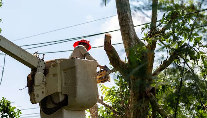 Tree care and maintenance services in Joplin