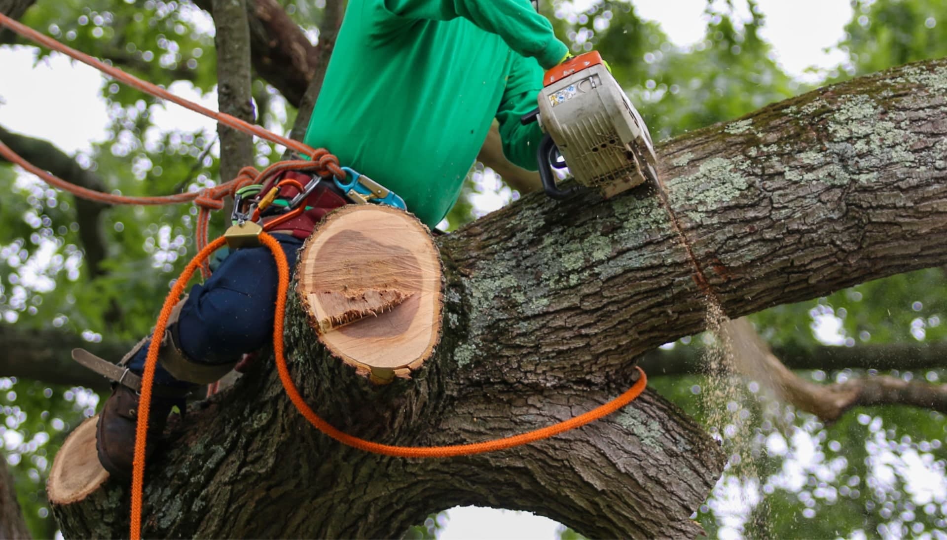 Relax with Joplin best tree removal.