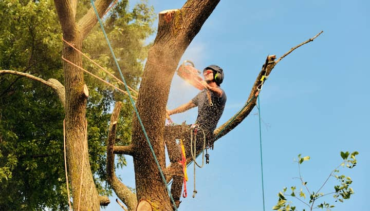 Joplin tree removal experts solve tree issues.