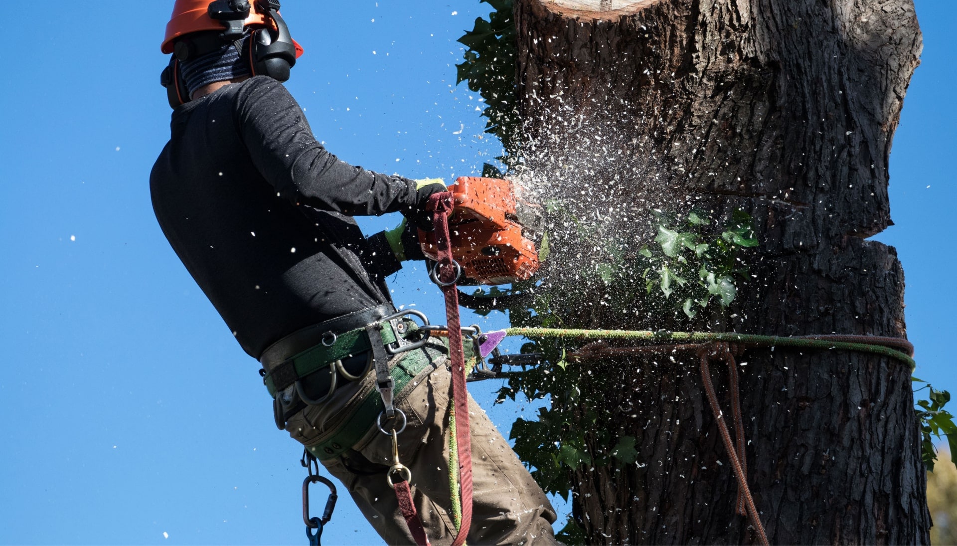 Professional Tree removal solutions in Joplin